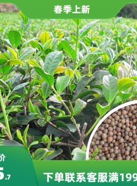 绿茶种子茶种子茶树种子茶叶种子绿茶籽茶花种子耐冬大果红花油茶
