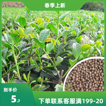 绿茶种子茶种子茶树种子茶叶种子绿茶籽茶花种子耐冬大果红花油茶