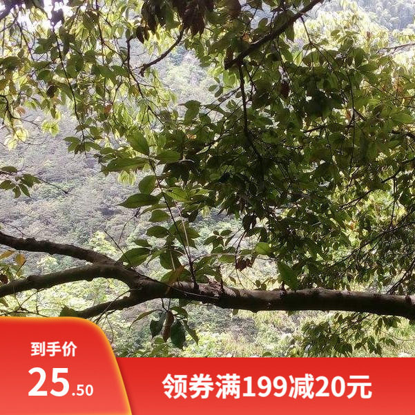 新采青冈栎种子 青冈树种子 紫心木种子 气象树种子 槲栎种子