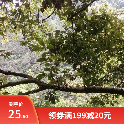 新采青冈栎种子 青冈树种子 紫心木种子 气象树种子 槲栎种子