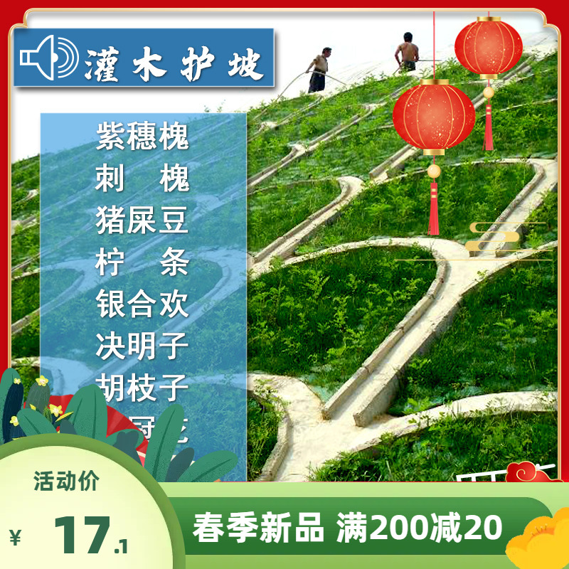 灌木种子紫穗槐银合欢刺槐猪屎豆多花木兰公路绿化护坡固土草种籽