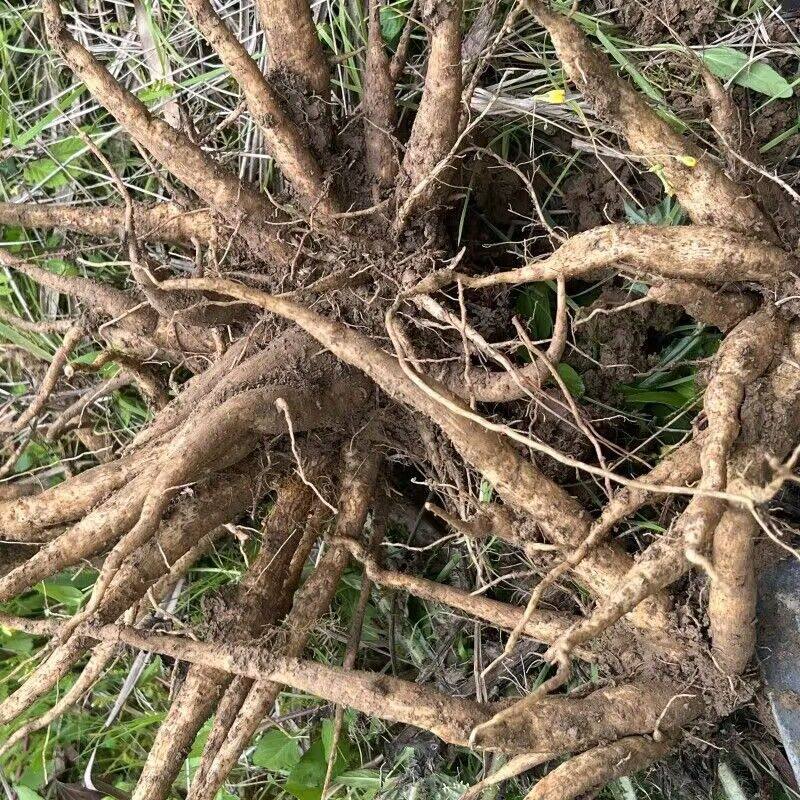 马刺种子白马刺根野生药材马刺蓟马刺草将军草多年生草本植物种籽