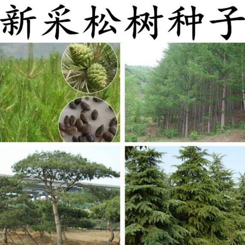 新采松树种子 白皮松五针松黑松油松雪松种子黄山松迎客松马尾松