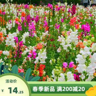 金鱼草种子四季开花易活花种籽子多年生花种子庭院室外见土就活的