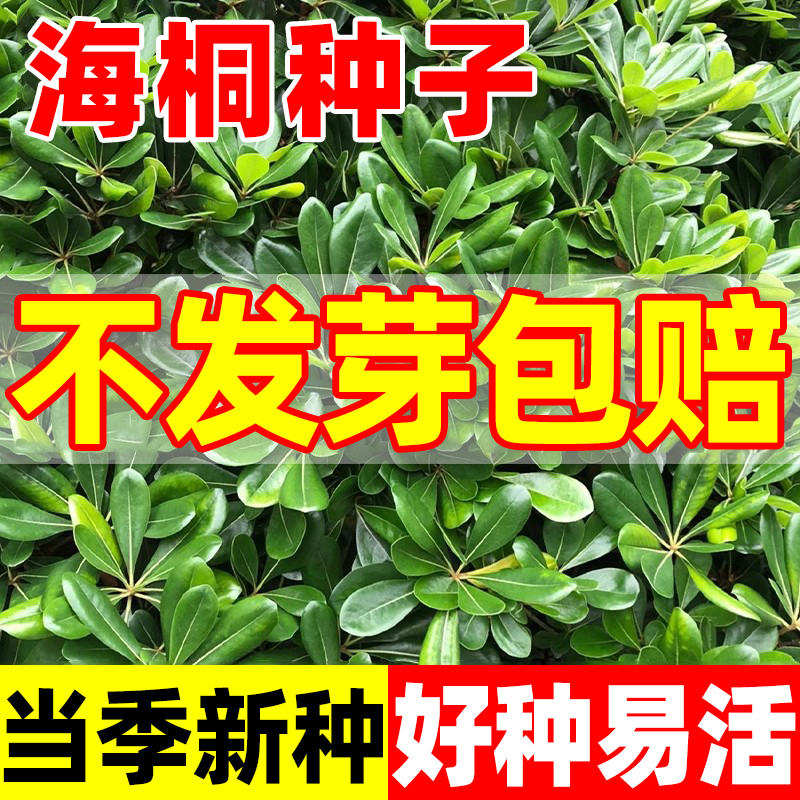 海桐种子新采优质林木花