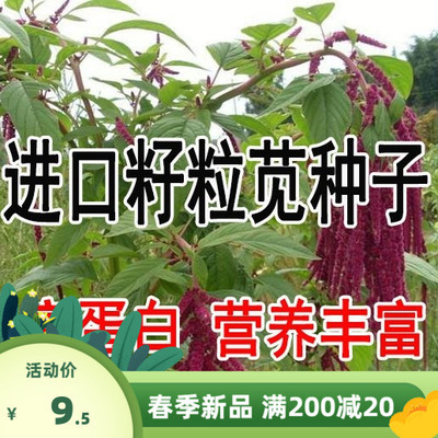 优质牧草种子,高产高蛋白的美国籽粒苋种子 千穗谷种子猪牛羊鸡鹅