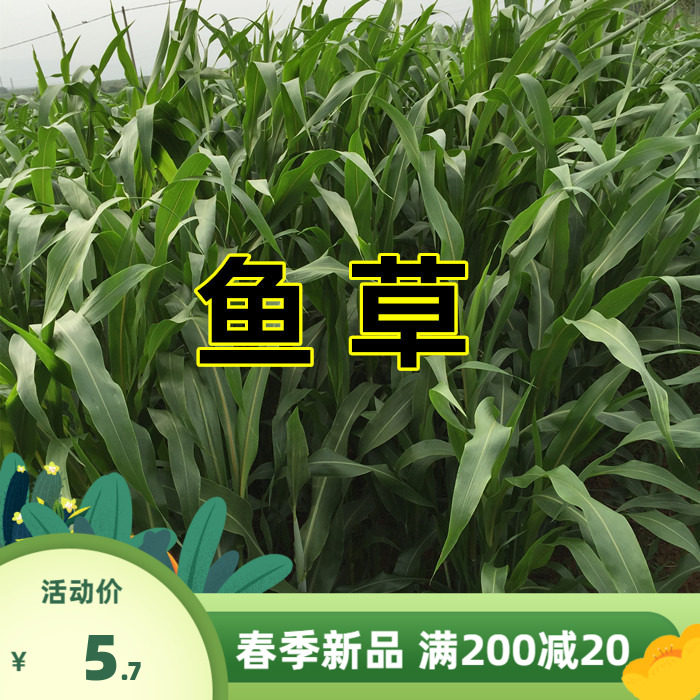 牧草种子多年生苏丹草种子 鲁梅克斯 四季新型高丹草种子高产量