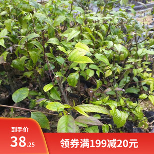 岗梅种子 点称星种子 称星树苗种子 山梅根苗假青梅苗 天星木种