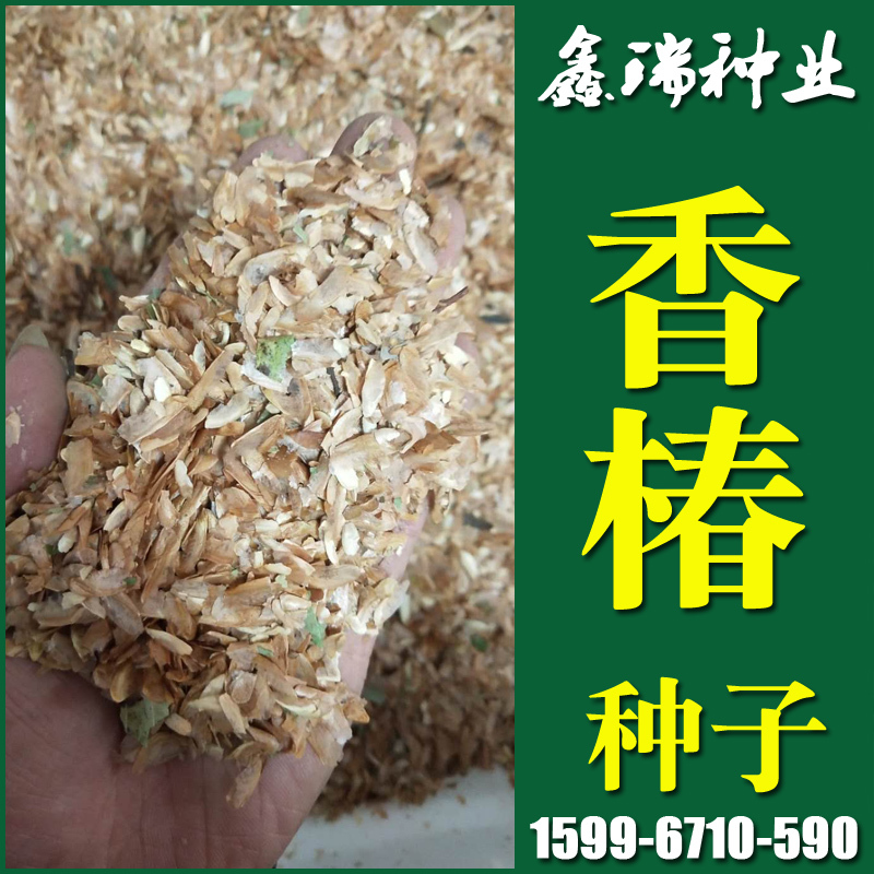 香椿树种子行道树苗木种子【香椿种子】灌木林木乔木香椿树树种籽
