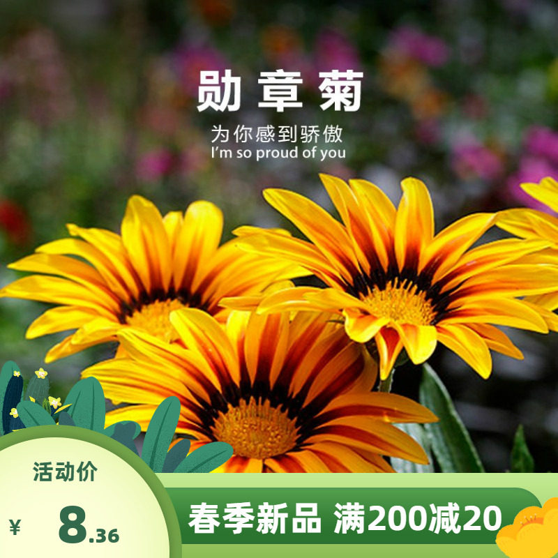 勋章菊花种子花籽非洲太阳花四季庭院阳台盆栽野花四季开花易种