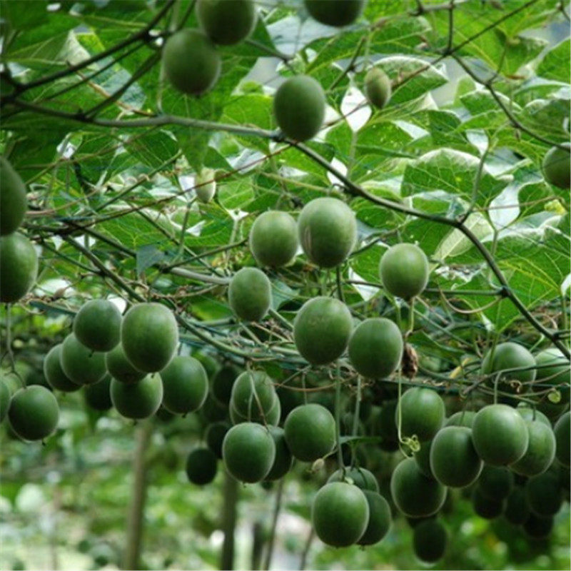 新采罗汉果种子 散装水果药材种子室外室内盆栽 拉汗果神仙果种籽