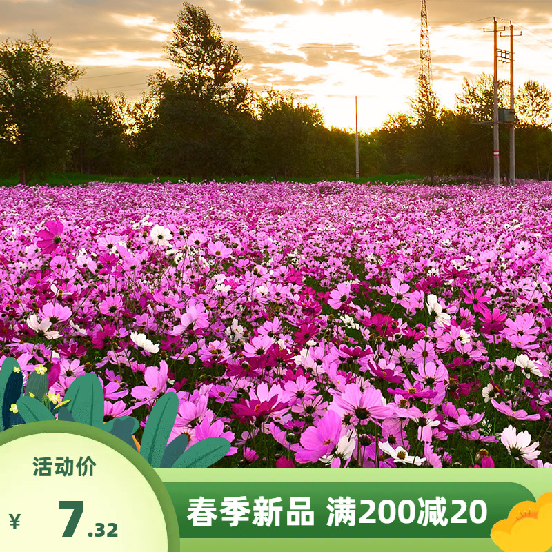 波斯菊花种子格桑花籽种子七彩花种籽子四季开花易活庭院花孑室外