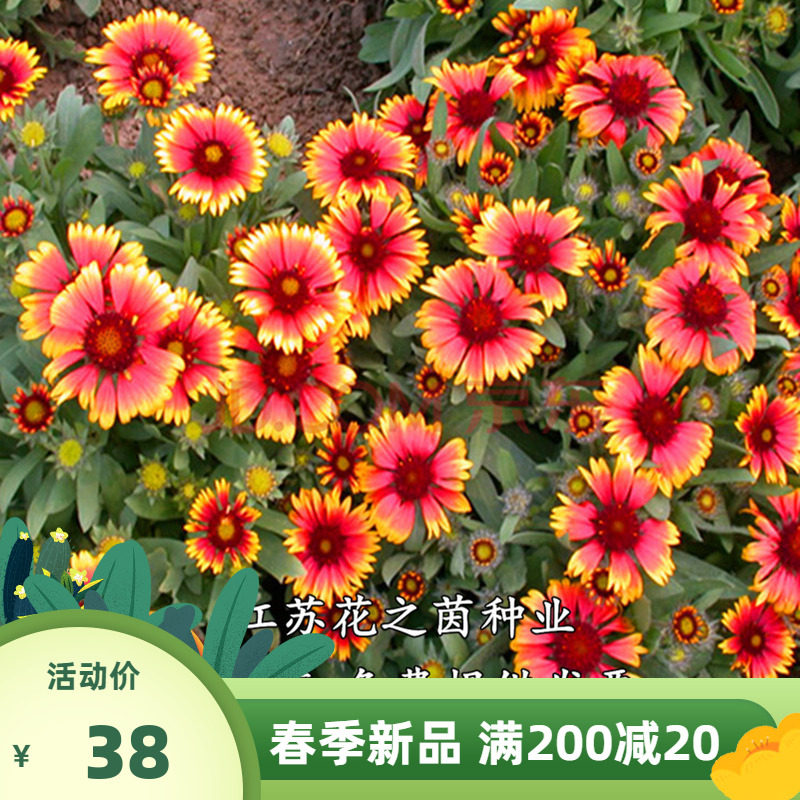 天人菊种子四季易种多年生宿根虎皮菊种子庭院绿化花海景观包邮