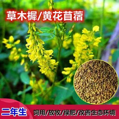 草木樨种子 草木犀 蜜源植物 牧草型 绿肥 耐寒耐贫瘠草籽