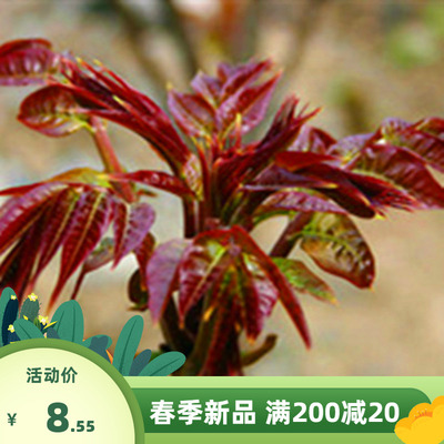 香椿种子红油香椿种子绿油香椿小院种植树种蔬菜籽种香椿种籽包邮