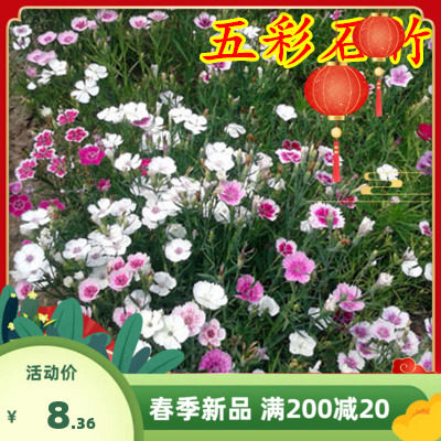 五彩石竹种子四季种混色常夏石竹美国石竹种庭院绿化观花种子包邮
