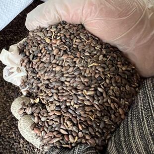 四川厚皮黄柏种子中药材黄柏树超厚川黄柏籽剥皮关黄柏刺黄柏籽种