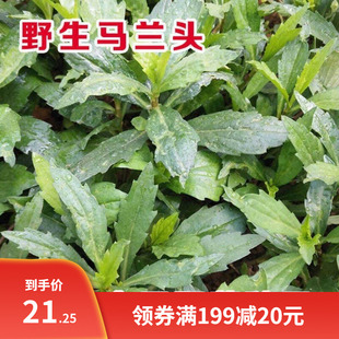 野生马兰头种子食用野菜四季播种易种鸡毛菜阳台盆栽马齿苋包邮