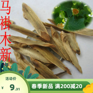 新采马褂木种子 双飘树 鹅掌楸 绿化行道林木苗木彩叶树种子包邮