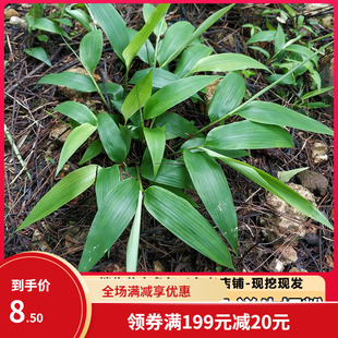 淡竹叶苗 淡竹叶种子 山鸡米金鸡小竹叶根苗中草药种子可盆栽地栽