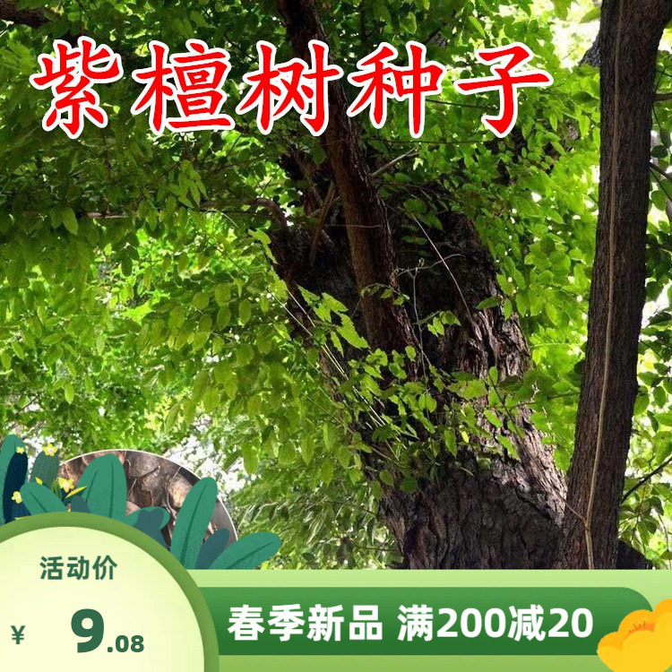 大叶紫檀种子 小叶紫檀种子 檀香树种子 海南紫檀种子 包邮