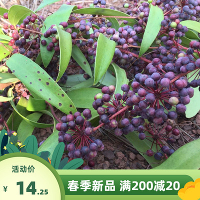 药材种子土茯苓种子 红肉土茯苓苗盆栽地栽 红土苓硬饭头茯苓种籽