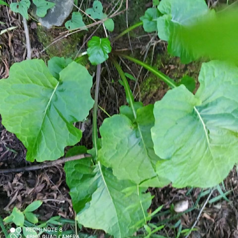 野生山牛蒡种子大力子牛蒡子蒡翁菜恶实中药材二年生草本植物种籽