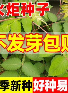 火炬种子加拿大盐肤木又名鹿角漆新采苗木树种籽四季种火炬树种子