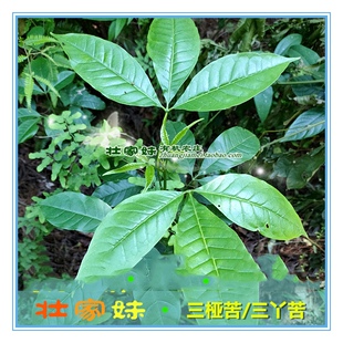 三桠苦种子和苗 三杈苦木消黄散制作糕点凉茶材料 中草药材种植