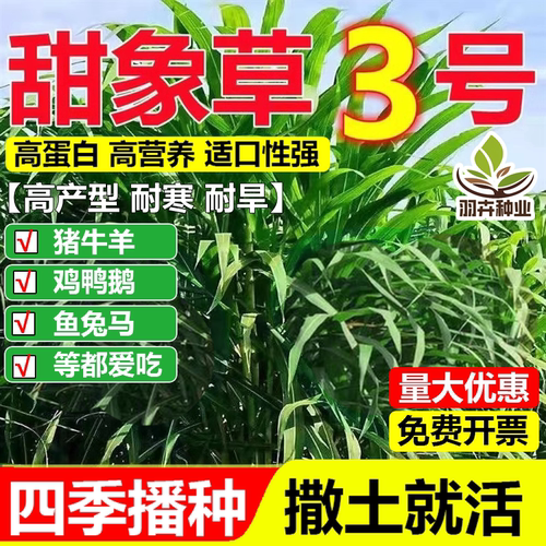 进口耐寒大叶无毛甜象草3号牧草种子多年生四季青高产养猪牛羊鱼