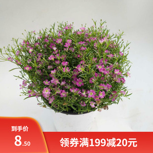 满天星花种子宿根花籽四季开花易活花籽室内阳台盆栽种子花卉