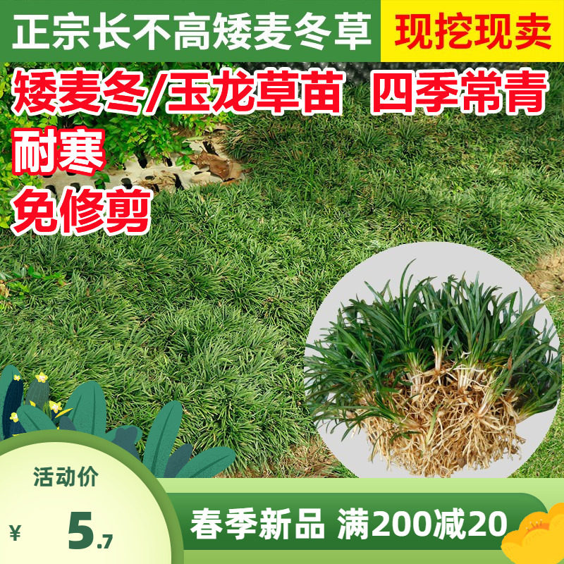 日本矮麦冬草庭院绿化正宗玉龙草苗矮生麦冬苗耐寒四季青细叶植物图片