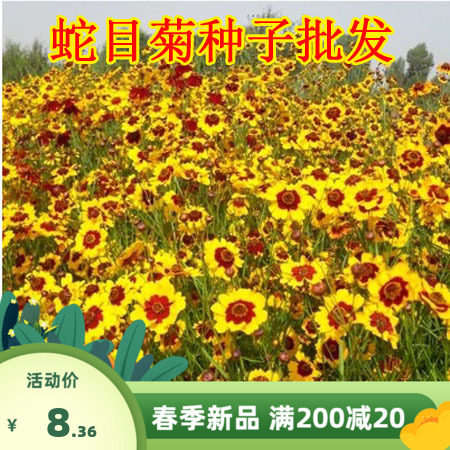蛇目菊种子 昆仑雪菊 双色金鸡菊多年生花籽景观工程草花种子包邮