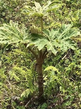 大通草种子通脱木可药用可观赏植物现挖发货庭院地种别墅造景易成
