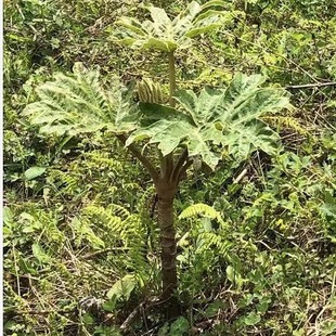 大通草种子通脱木可药用可观赏植物现挖发货庭院地种别墅造景易成