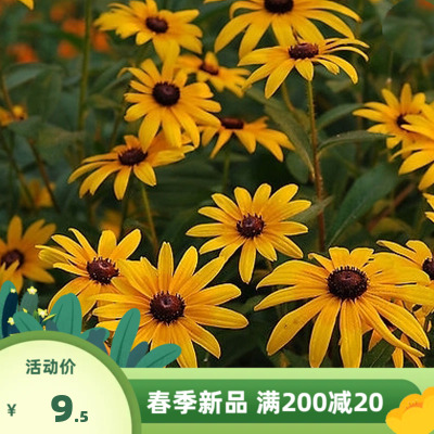 黑心菊种子宿根多年生景观工程园林绿化耐旱春播草花种子花期长