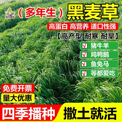 进口多年生黑麦草草籽四季高产耐寒牧草种子养殖猪牛羊鸡鸭鹅鱼草