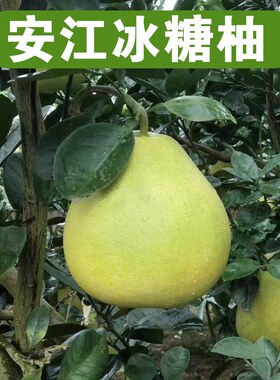 冰糖雪峰柚子栽苗other/其他常绿