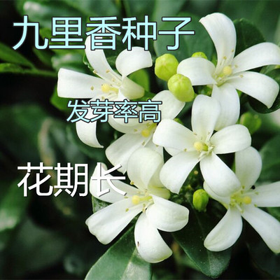 林木种子九里香种子 九树香万里香 千只眼 石辣椒 九秋香种籽包邮