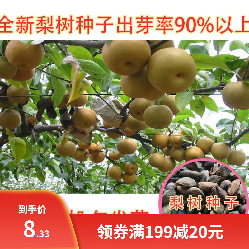 果树种子杜梨种子棠梨籽海棠梨野生酸梨种子南方梨树种子