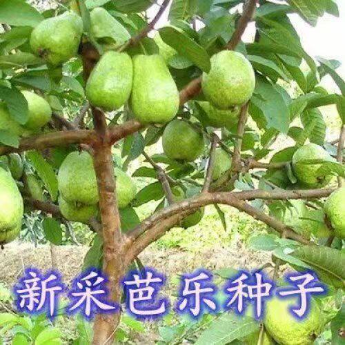 芭乐种子土芭乐苗种砖木头珍珠芭乐红白嫁接头水果果树番石榴种子