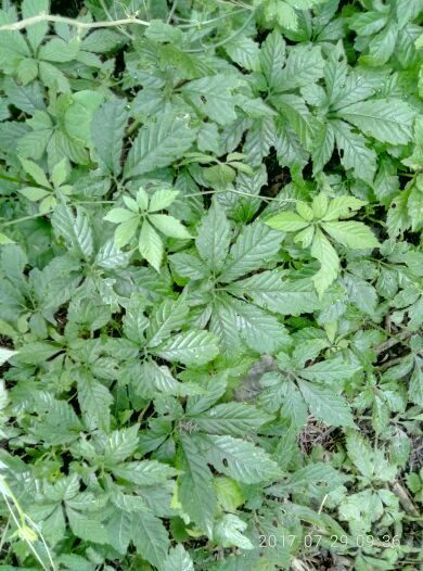 绞股蓝种子 七叶绞股蓝种子 南方人参绞股蓝种子野生中药材种子