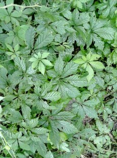 绞股蓝种子 七叶绞股蓝种子 南方人参绞股蓝种子野生中药材种子