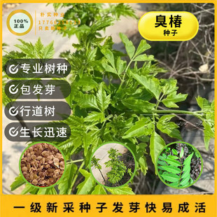 臭椿种子林木种臭椿树种子乔木造林树苗籽 椿树和木砻树樗臭椿皮
