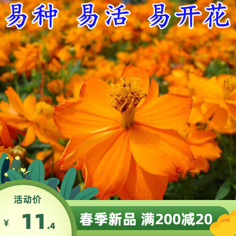 硫华菊种子黄格桑花黄波斯菊庭院景观绿化花海花卉草花硫化菊种子