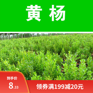 小叶黄杨种子瓜子黄杨种籽卫矛种子万年青金边黄杨种籽林木树种子