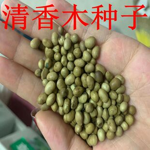当年新采清香木种子现采现播青香木种籽冷库储存清香木树种子包邮