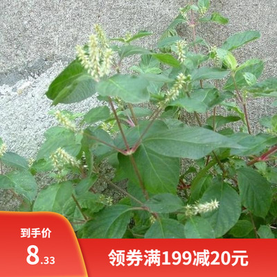 材种籽 牛膝种子怀牛膝 山苋菜 牛夕种子四季易种 川牛膝种子