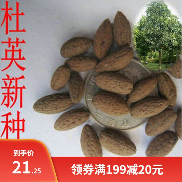 新采杜英树种子 小叶杜英种子 大叶杜英种子 林木种子