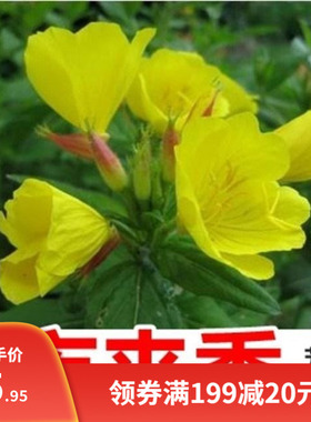 夜来香种子易种易活花种子黄色大花月见草种子驱蚊虫植物花卉种籽